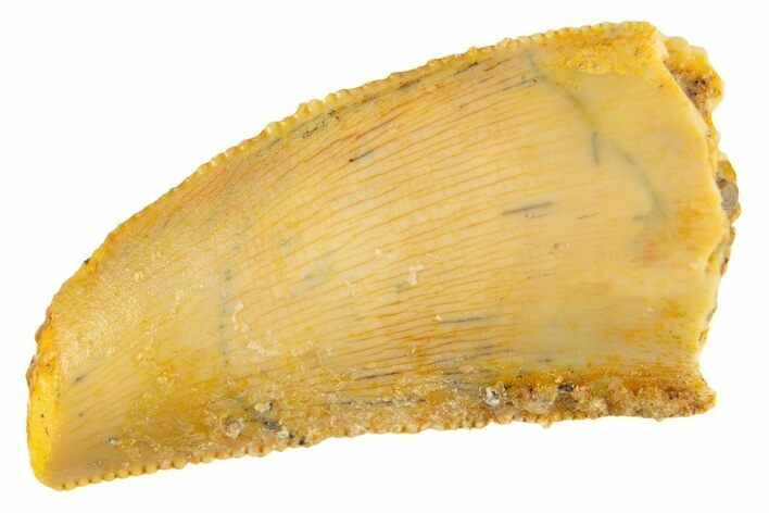 Serrated Raptor Tooth - Feeding Worn Tip #332153